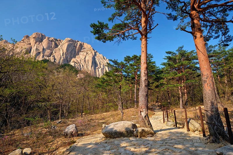 Ulsanbawi rock and hiking trail in pine trees forest in Seoraksan National Park