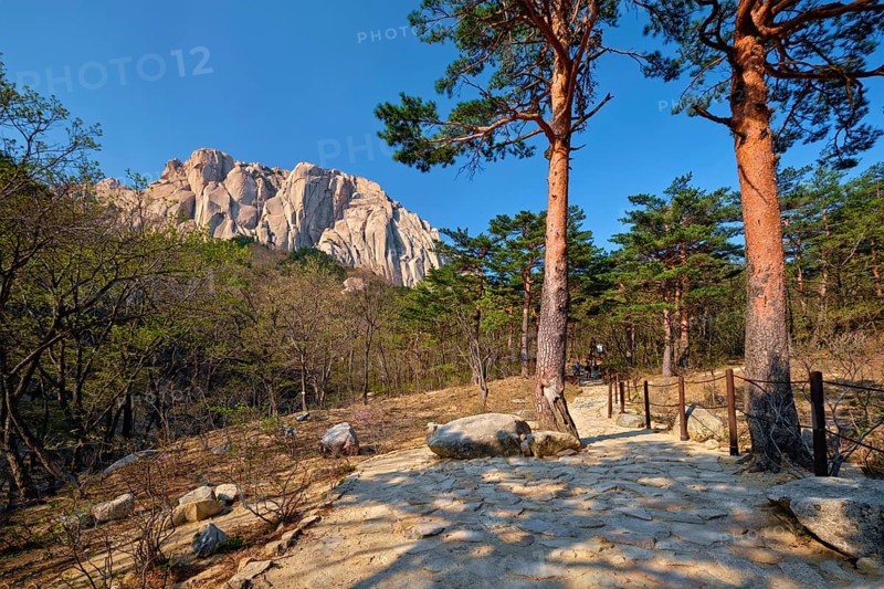 Ulsanbawi rock and hiking trail in pine trees forest in Seoraksan National Park