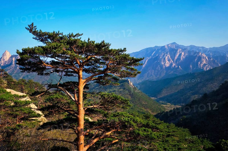 Pine tree in Seoraksan National Park