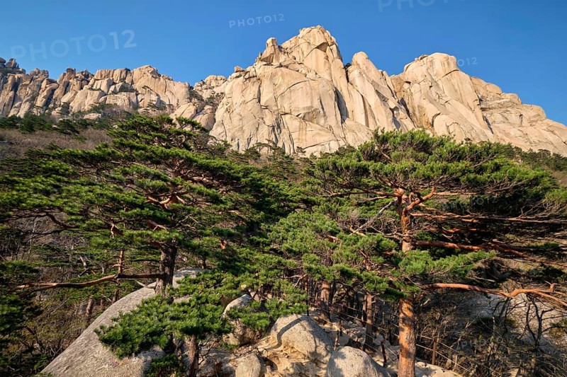 Ulsanbawi rock and pine trees in Seoraksan National Park
