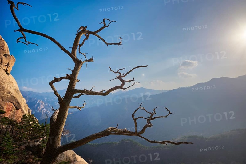Dead pine tree in Seoraksan National Park on sunset