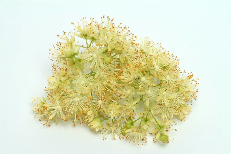 Lime blossoms of the large-leaved linden