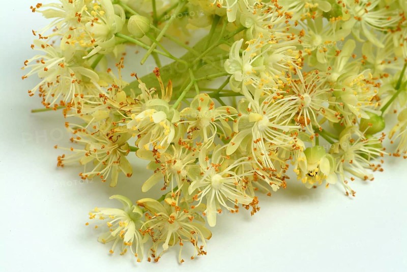 Lime blossoms of the large-leaved linden
