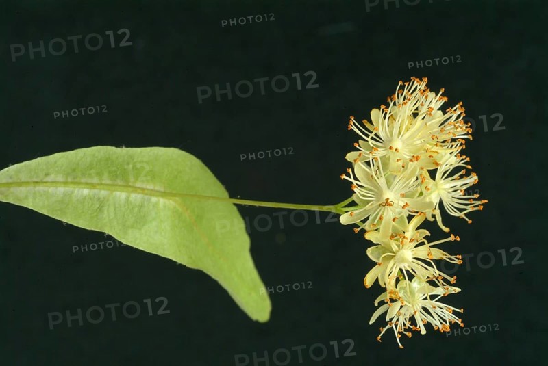 Lime blossoms of the large-leaved linden