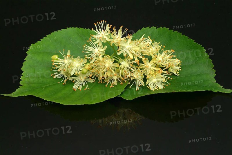 Lime blossoms of the large-leaved linden
