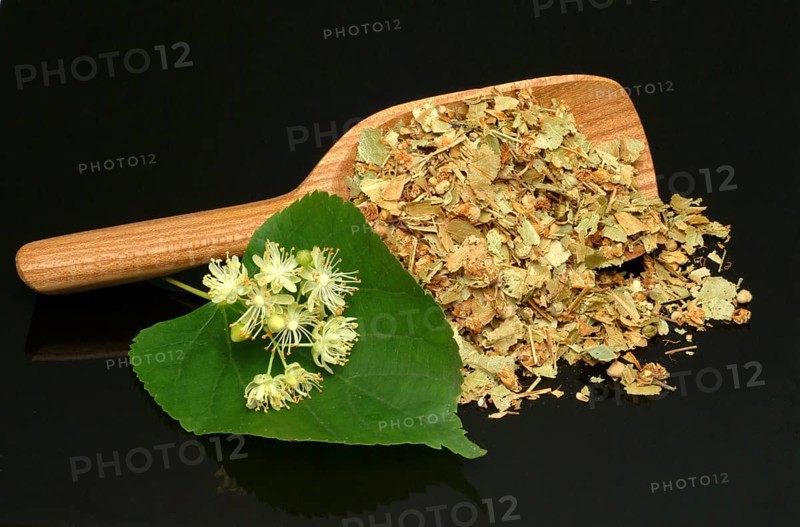 Lime blossoms of the large-leaved linden