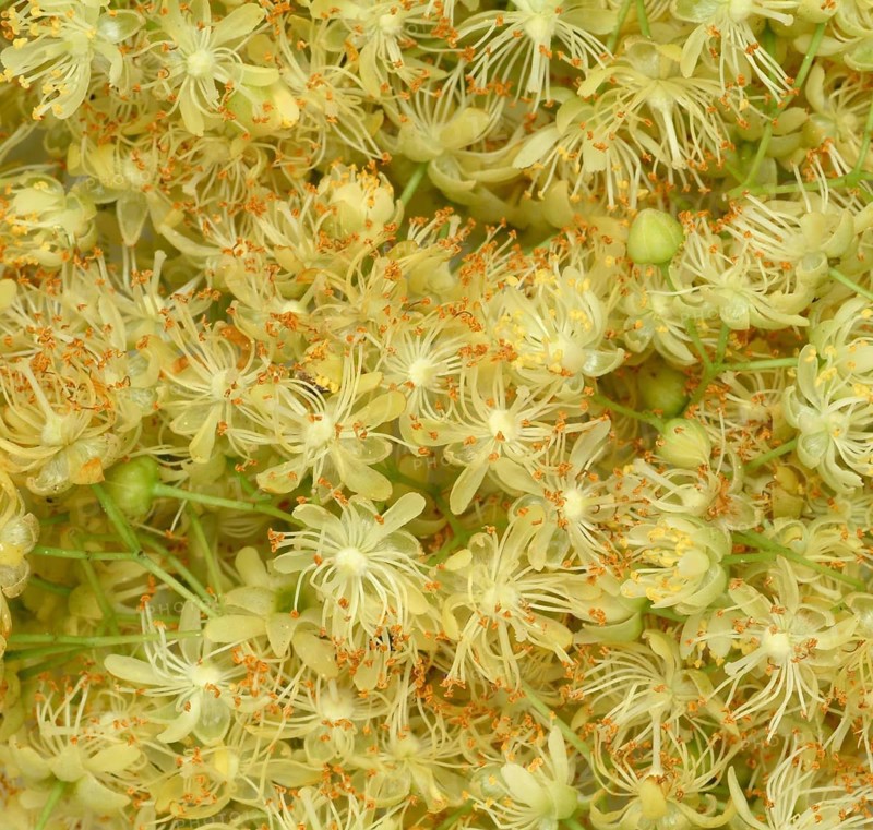 Lime blossoms of the large-leaved linden