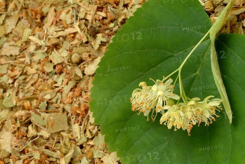 Lime blossoms of the large-leaved linden