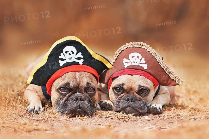 French Bulldog dogs wearing Halloween pirate costume hats