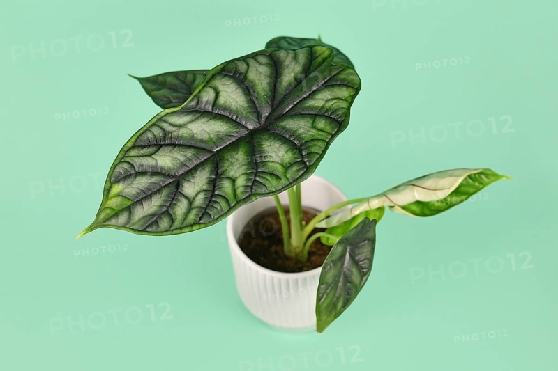 Ecotic 'Alocasia Baginda Dragon Scale' houseplant in flower pot on mint green background