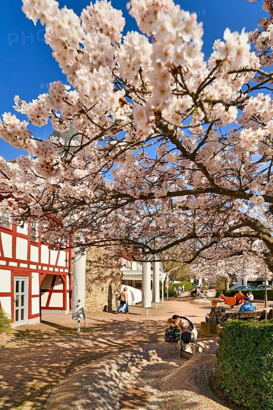 Hofheim