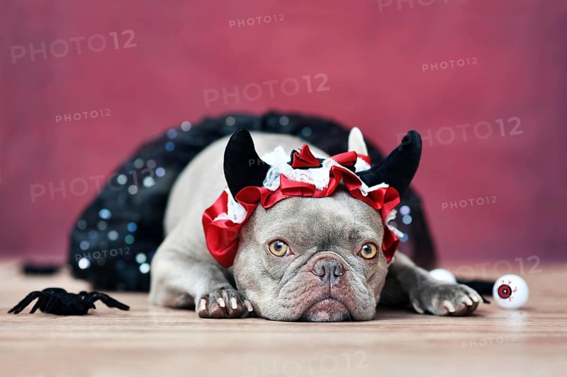 Lilac French Bulldog dog wearing red devil horn headband with ribbon and black tutu in front of red background