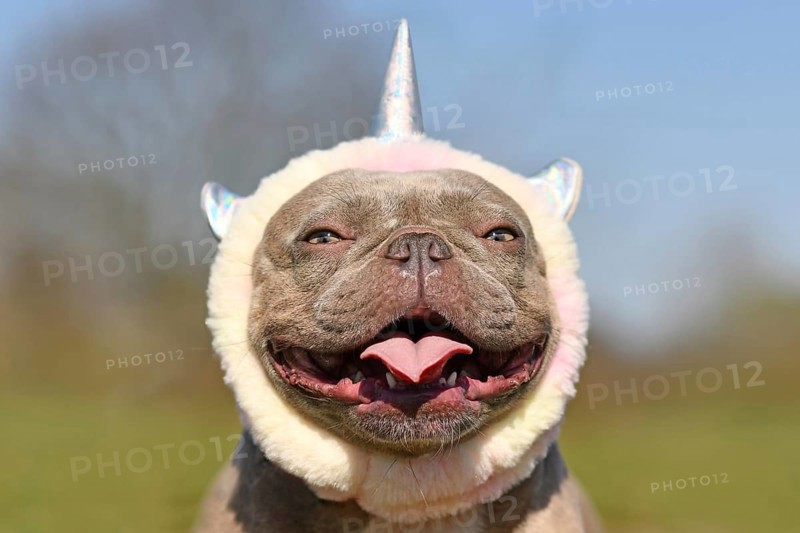 Portrait of smiling French Bulldog dog wearing cute costume unicorn headband