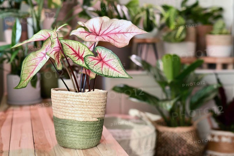 Potted 'Caladium White Queen' plant with white leaves and pink veins in basket on wooden table in front of other plants in blurry background
