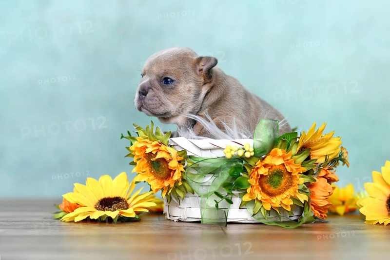 Small French Bulldog dog puppy in white basket with sunflowers in front of green wall