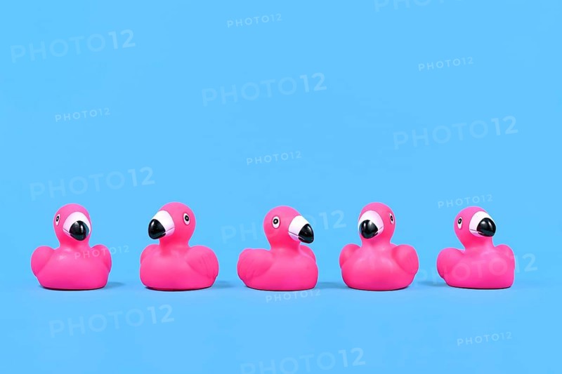 Pink rubber duck flamingos in a row on blue background with copy space