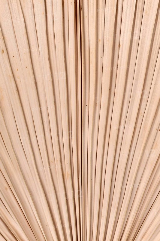 Texture background with close up of dried natural palm tree leaf