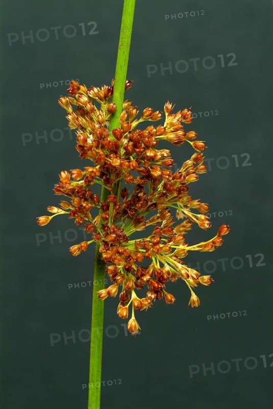 Flower of the fluttering rush