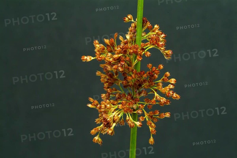 Flower of the fluttering rush
