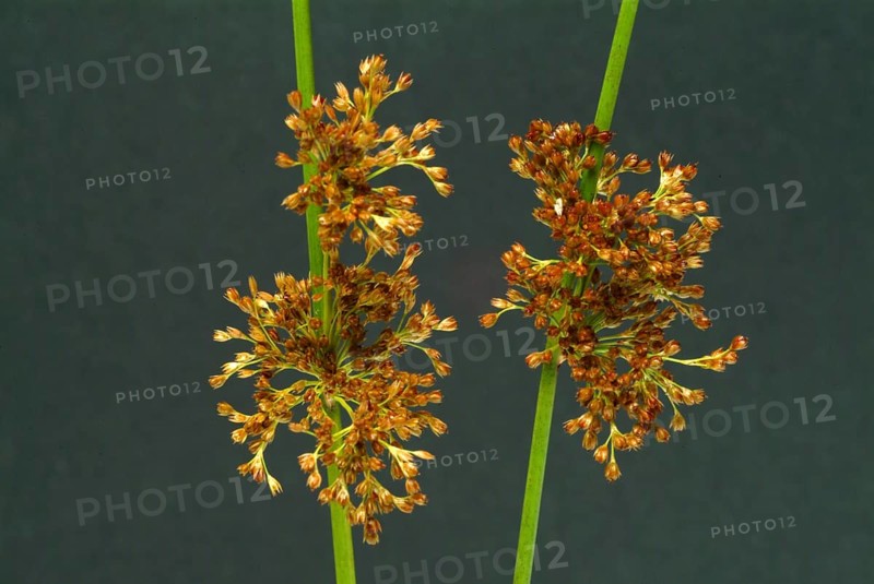Flower of the fluttering rush