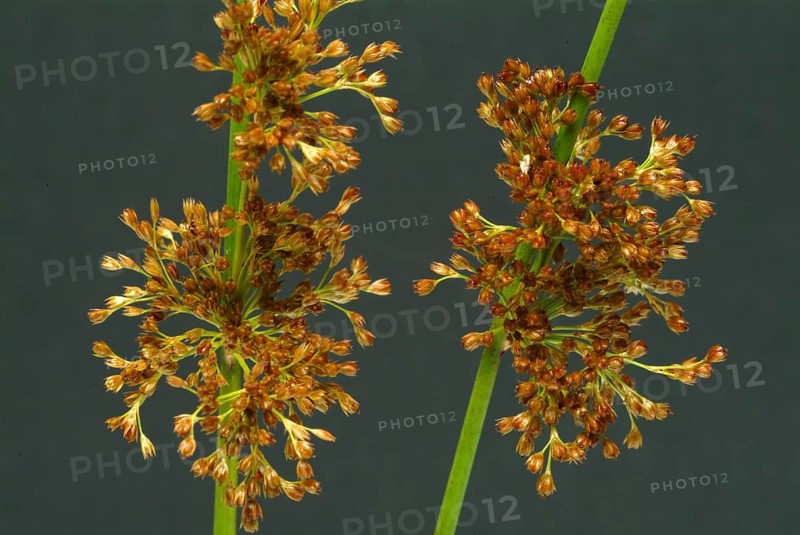 Flower of the fluttering rush