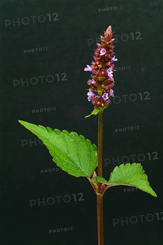 Flower of East Asian Giant Hyssop