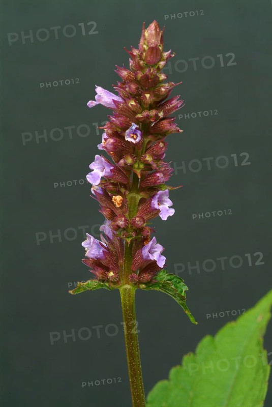 Flower of East Asian Giant Hyssop