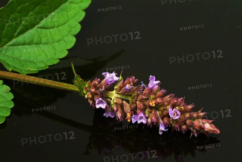 Flower of East Asian Giant Hyssop
