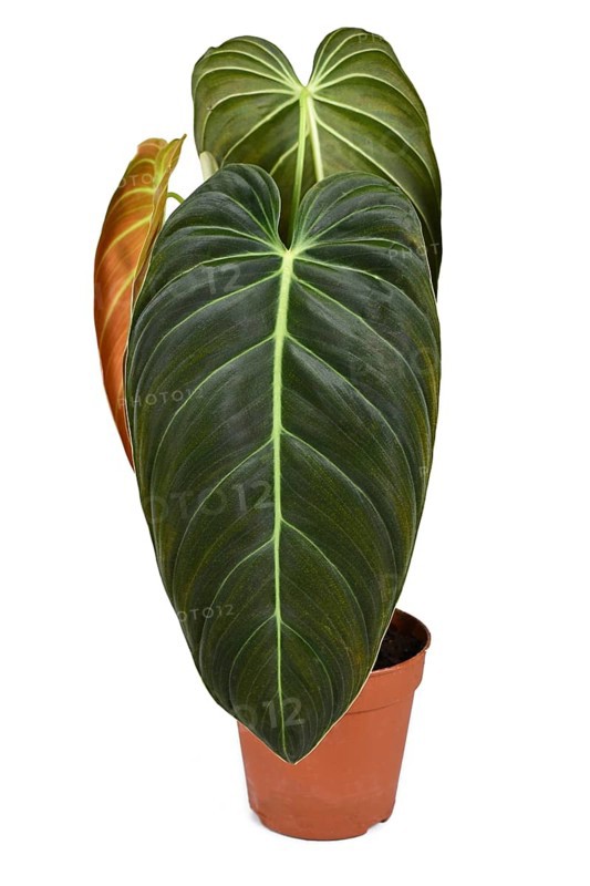Exotic 'Philodendron Melanochrysum' houseplant with large leaves in flower pot on white background