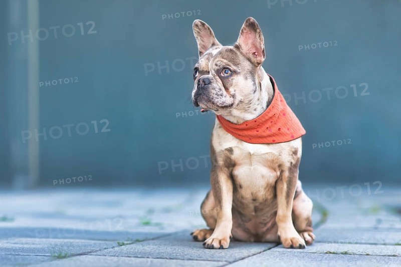 Sitting merle French Bulldog dog wearing red neckerchief