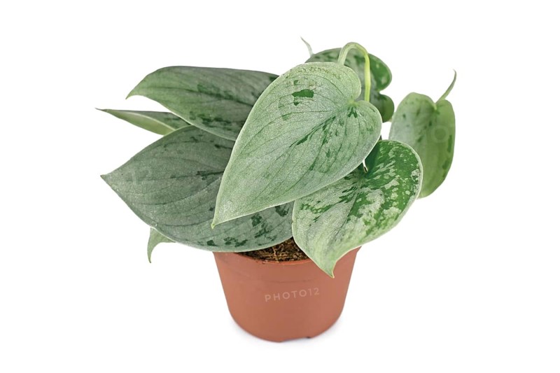 Exotic 'Scindapsus Pictus Silvery Ann' houseplant in pot on white background