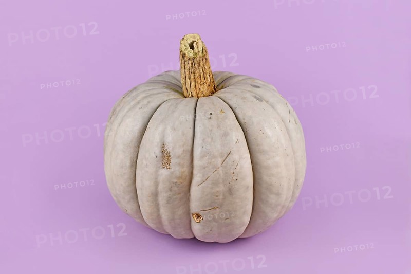 Large gray Muscat pumpkin on violet background
