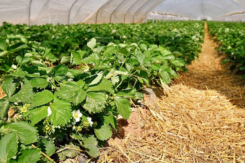 Blooming strawberry fruit plants with withe flowers under tunnel dome greenhouse