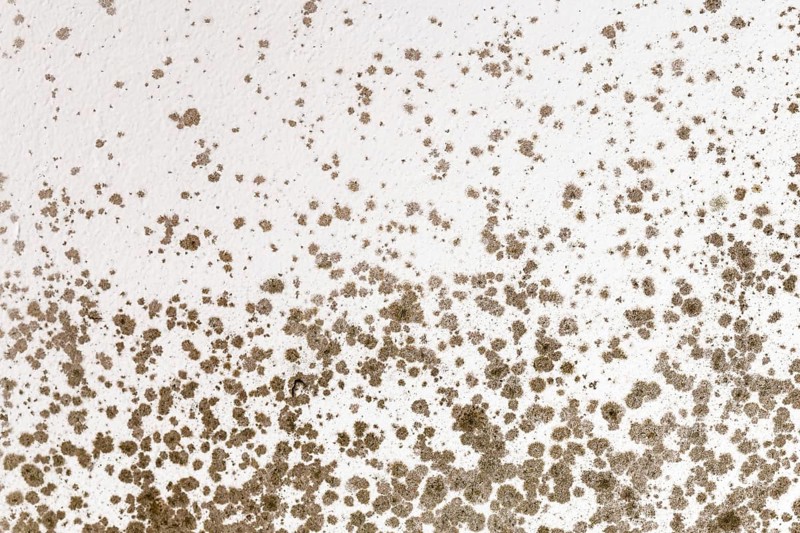 Ugly fungal mold spots growing on white room wall