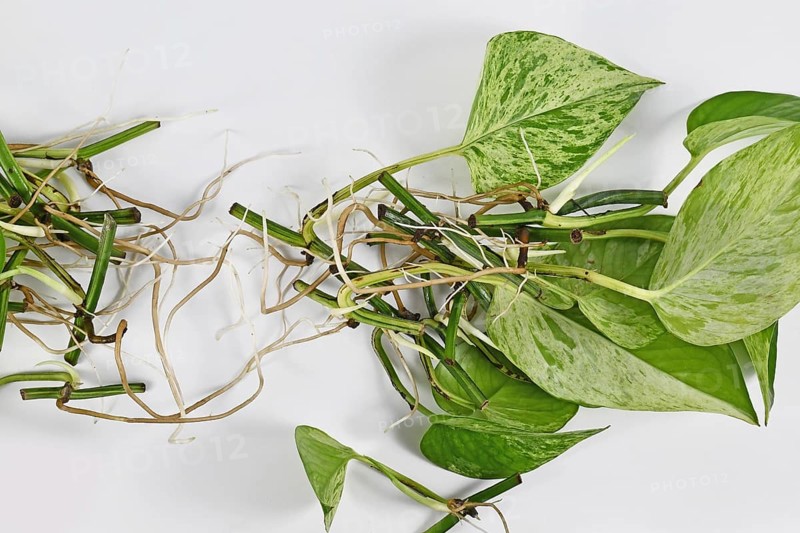 Bunch of Marble Queen pothos houseplant cuttings with long bare roots