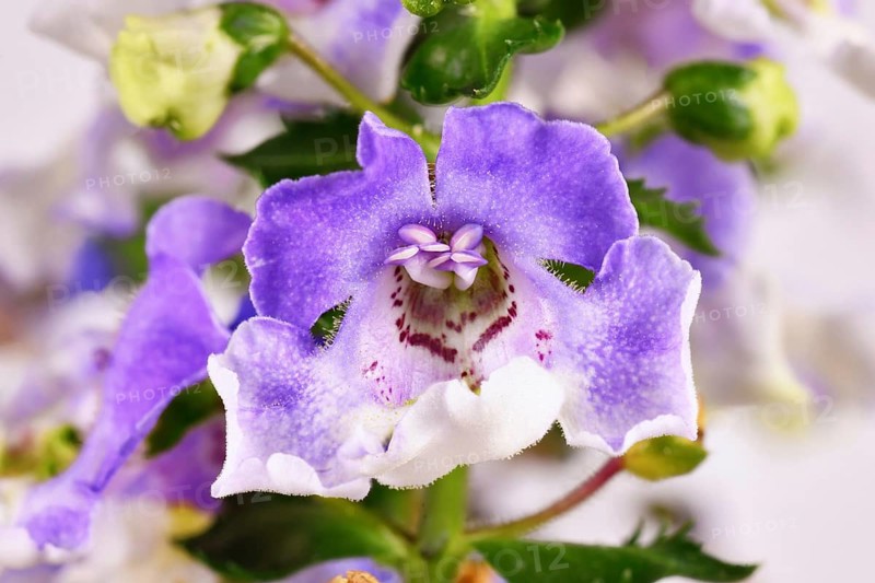 Close up of flower of 'Angelonia Lavender Bicolor' plant with tiny hairs in inner corolla
