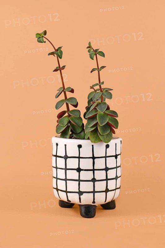 Peperomia Verticillata Red Log houseplant showing signs of etiolation with long stems with small leaves because of not enough light in flower pot on orange background