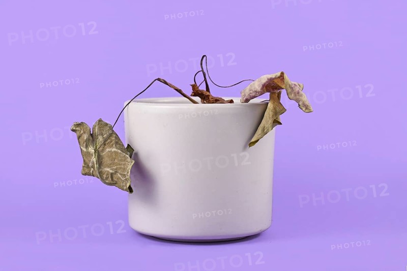 Small neglected dying house plant with hanging dry leaves in gray flower pot on purple background