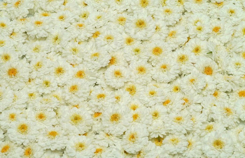 Roman chamomile