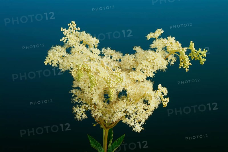 Meadowsweet