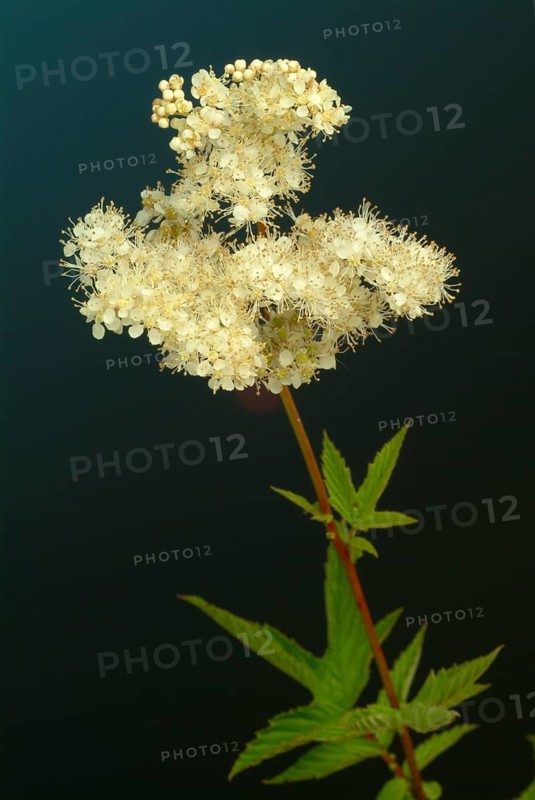 Meadowsweet