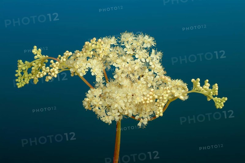 Meadowsweet
