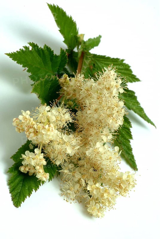 Meadowsweet