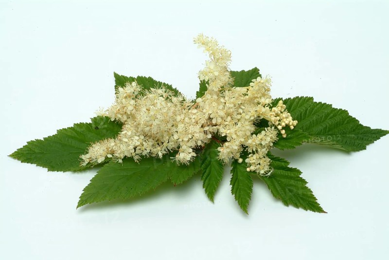 Meadowsweet