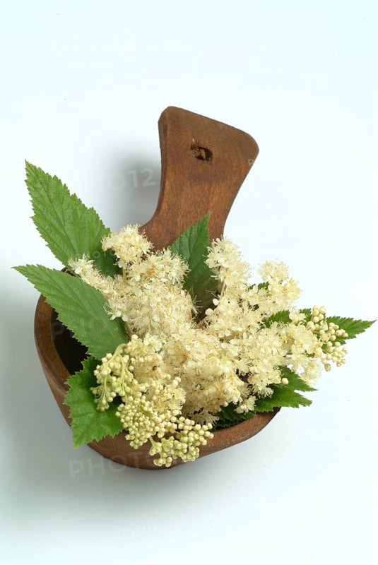 Meadowsweet