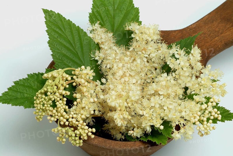 Meadowsweet