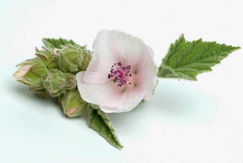 Flower of the marshmallow