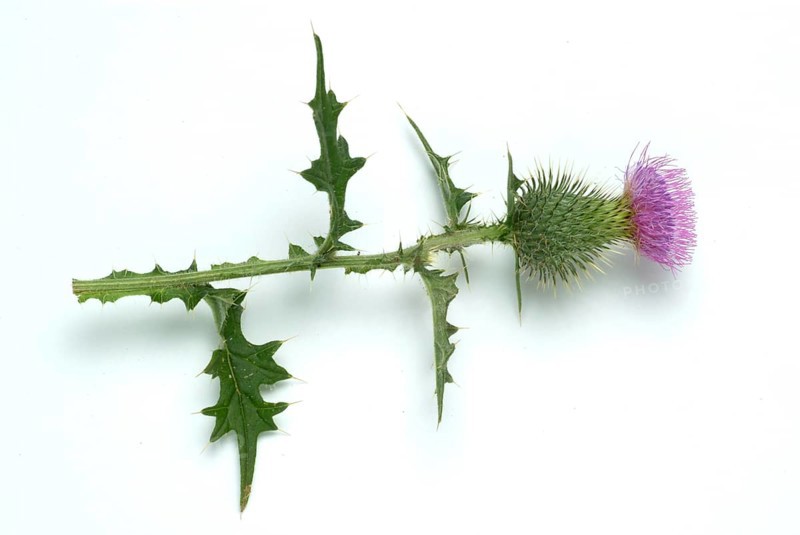 Flower of the common thistle