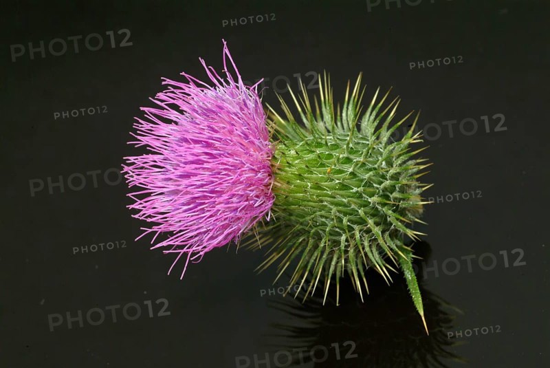 Flower of the common thistle