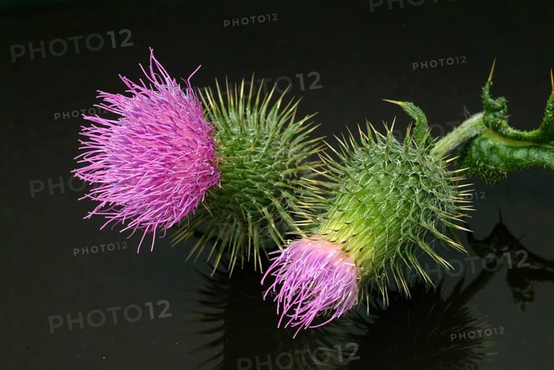 Flower of the common thistle